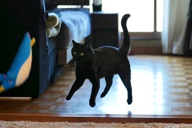 Black cat does a hop and is caught mid jump.