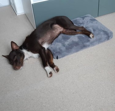 Podenco Andaluz dog sleeping with half of their body on a pillow and their other half on the floor.