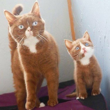 Orange and white cat with orange and white kitten