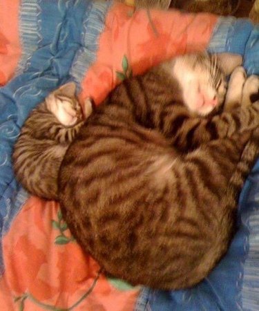 Brown striped cat and matching kitten sleeping side-by-side in the same pose