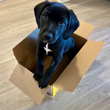 A black lab puppy is squeezing into an empty cardboard box.