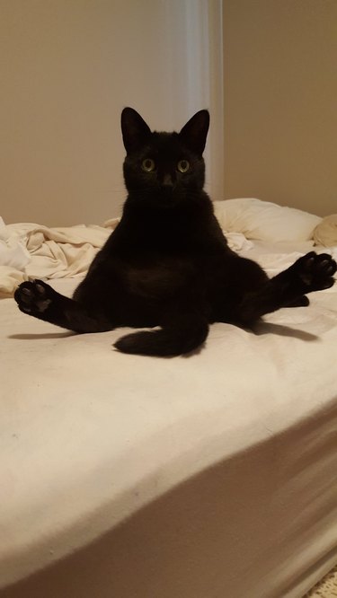 A black cat sitting is in a funny position with their legs pointed out.