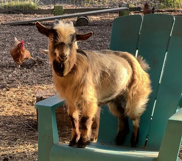 baby goat standing on chair