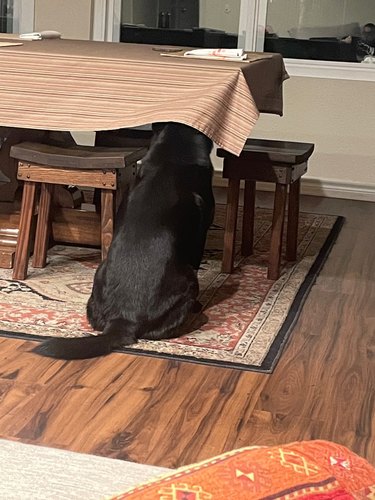 A black dog is hiding under a tablecloth, their back is facing the camera.