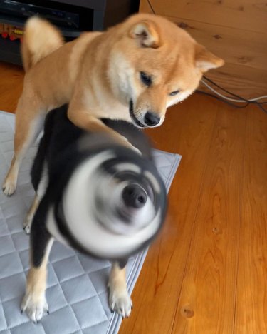 A dog is shaking their head, resulting in a blurry form, and another dog is leaning on them.