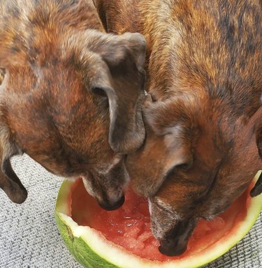 two dogs eating watermelon