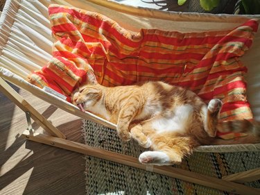 cat on hammock.