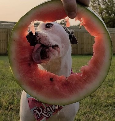 dog eating watermelon