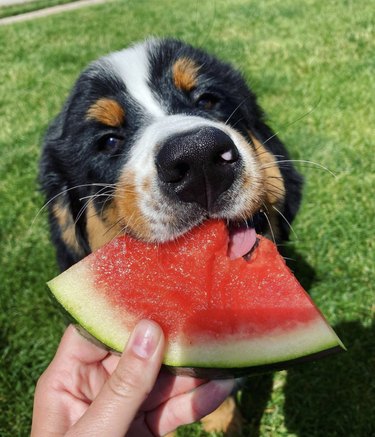 dog biting into watermelon slice