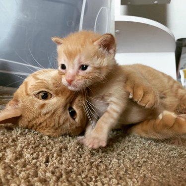 adult cat snuggles baby cat.