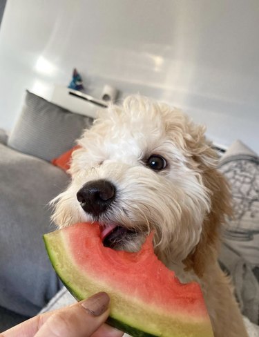 dog eating watermelon slice