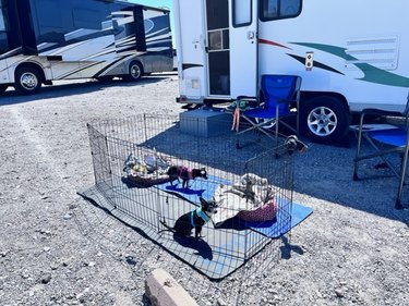 Bebe and Jo in a MidWest Exercise Pen at Death Valley National Park