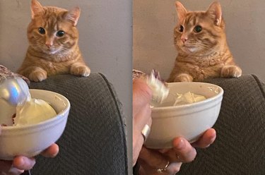cat wants jello