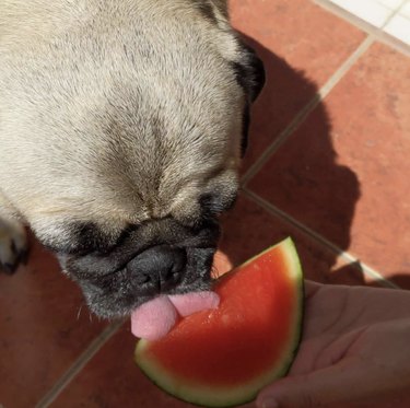pug licking watermelon