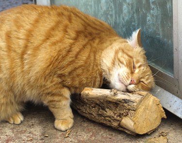 cat rests heads on log