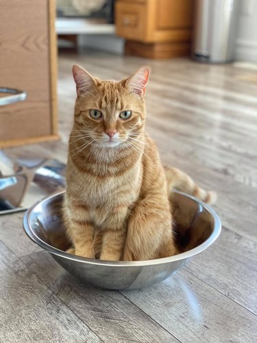 cat sits in bowl