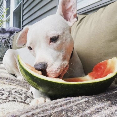 dog licking watermelon rind