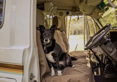 dog inside an RV.