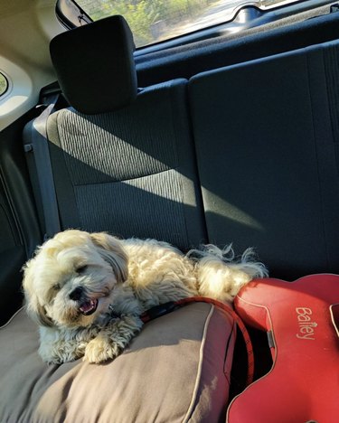 dog in the backseat of a car.