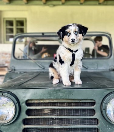 dog sitting atop a car's hood.