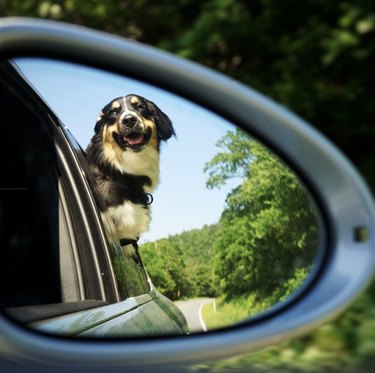 dog shown in car passenger mirror.