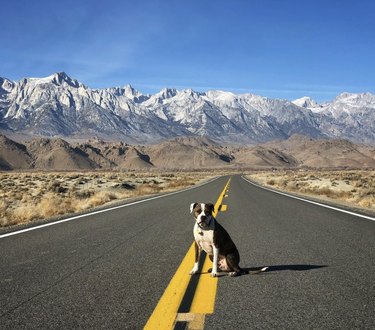 dog sitting on a highway road with mountains in the background.
