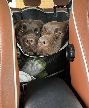 two dogs squishing their faces together in the backseat of a car.