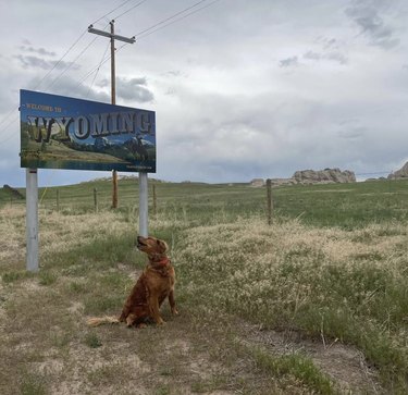 a dog sitting by a Wyoming state sign.