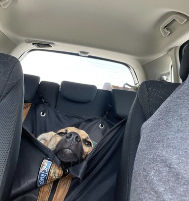dog looking bored in the backseat.