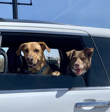 two dogs looking out a car window.
