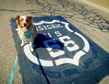 dog sitting on historic route 66 sign.