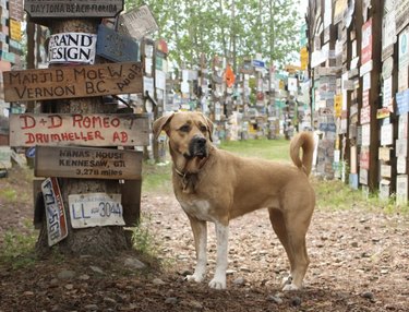 dog standing in Sign Post Forest.