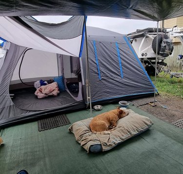 dog sleeping near a tent.