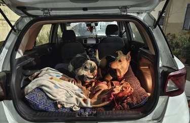 two dogs in the backseat of a car.
