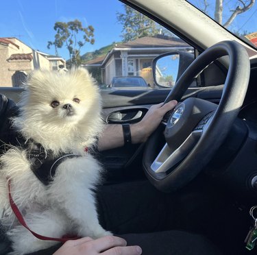 dog sitting on owner's lap in the driver's seat.