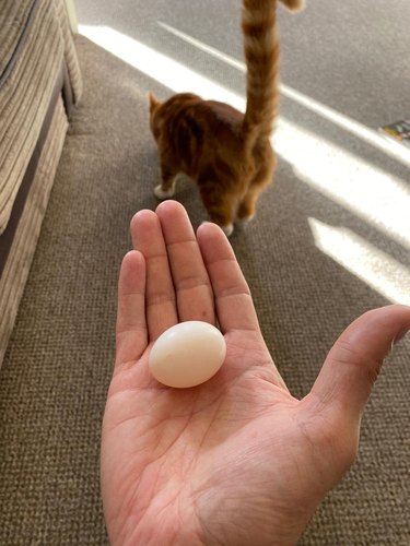 cat brings home pigeon egg.