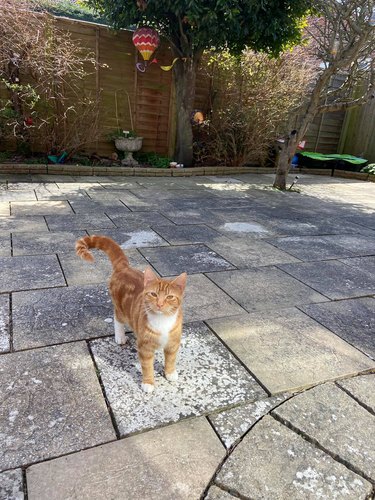 cat brings home pigeon egg.