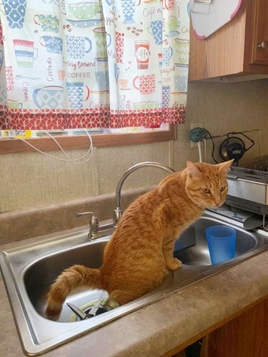 cat pees in sink.