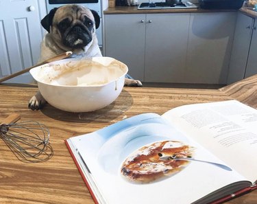 dog with baking book