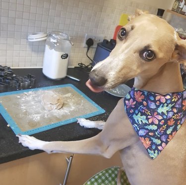 dog baking