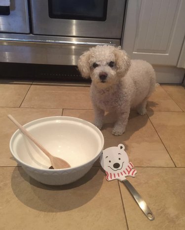 dog with baking bowl