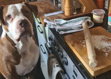 dog with baking supplies