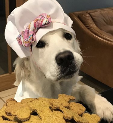 dog with cookies