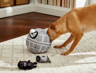 Dog playing with Star Wars Death Star chew toy