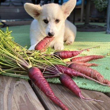 dog with carrots