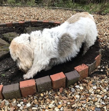 dog digging in dirt