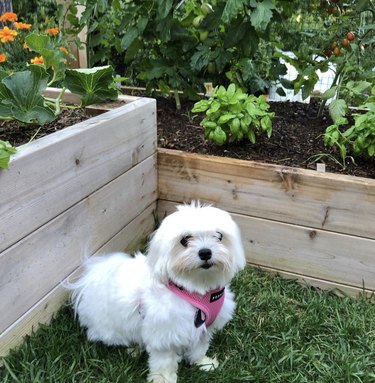 maltese dog in garden