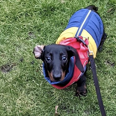 dachshund with ear inside out