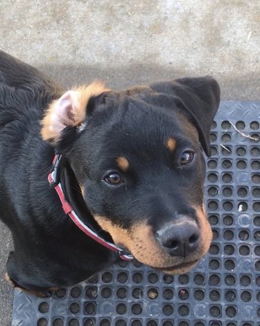 Rottweiler with ear inside out