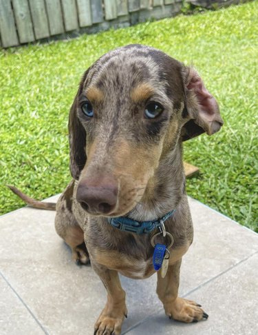 dog with ear flipped inside out